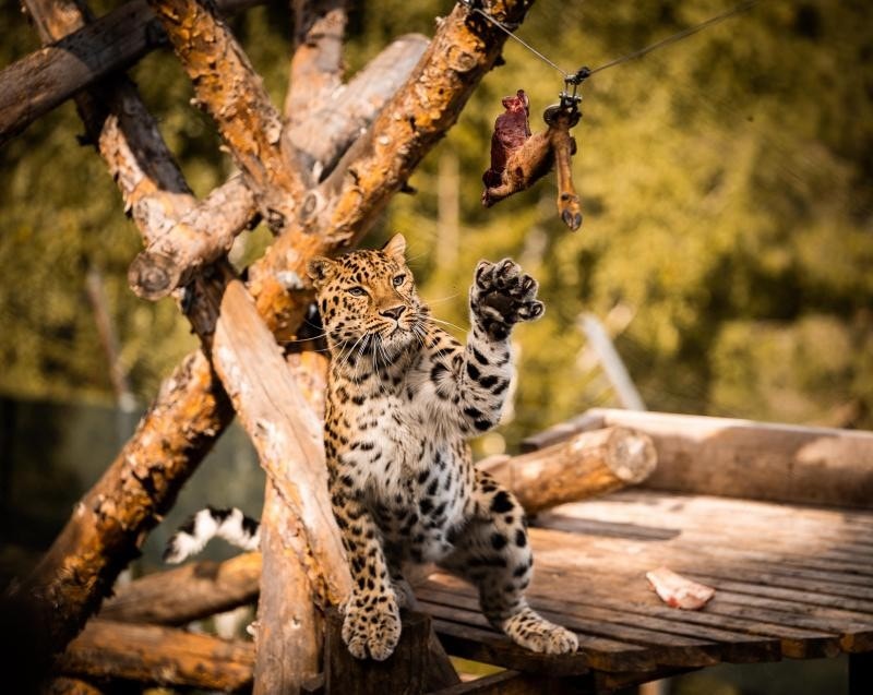 Bjørneparken Galleribilde