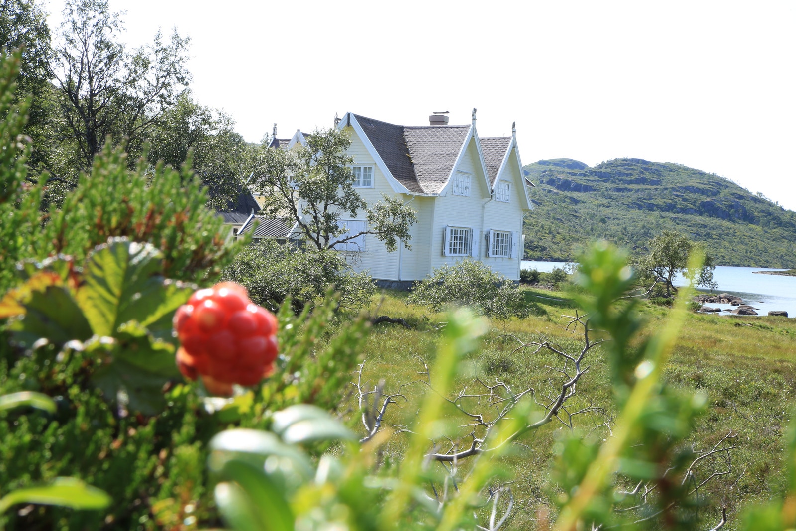 Multer ved Lordehytta Galleribilde