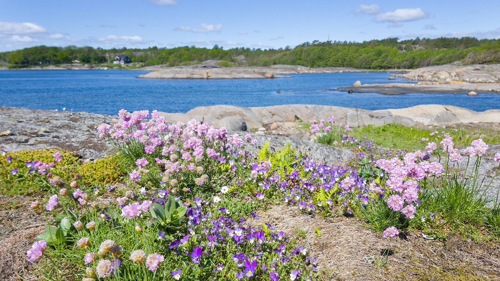 Ellers ligger Kyststien i kort avstand fra feltet, og byr på flere kilometer med fantastiske turområder langs sjøen. Galleribilde