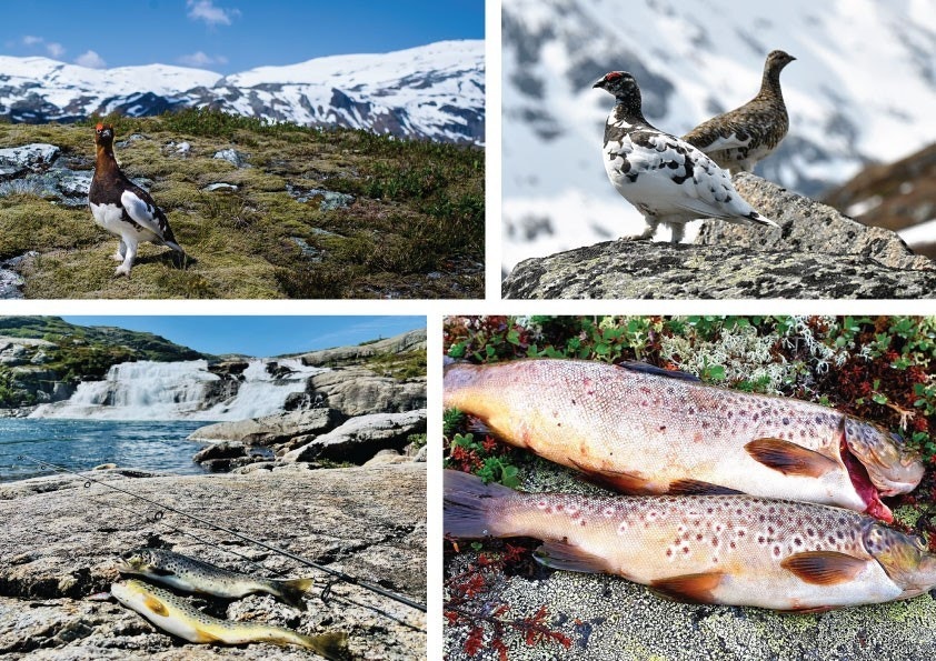 Her i dette nydelige turområdet med uberørt natur finnes det gode fiskemuligheter og jakt terreng med lisens. Galleribilde