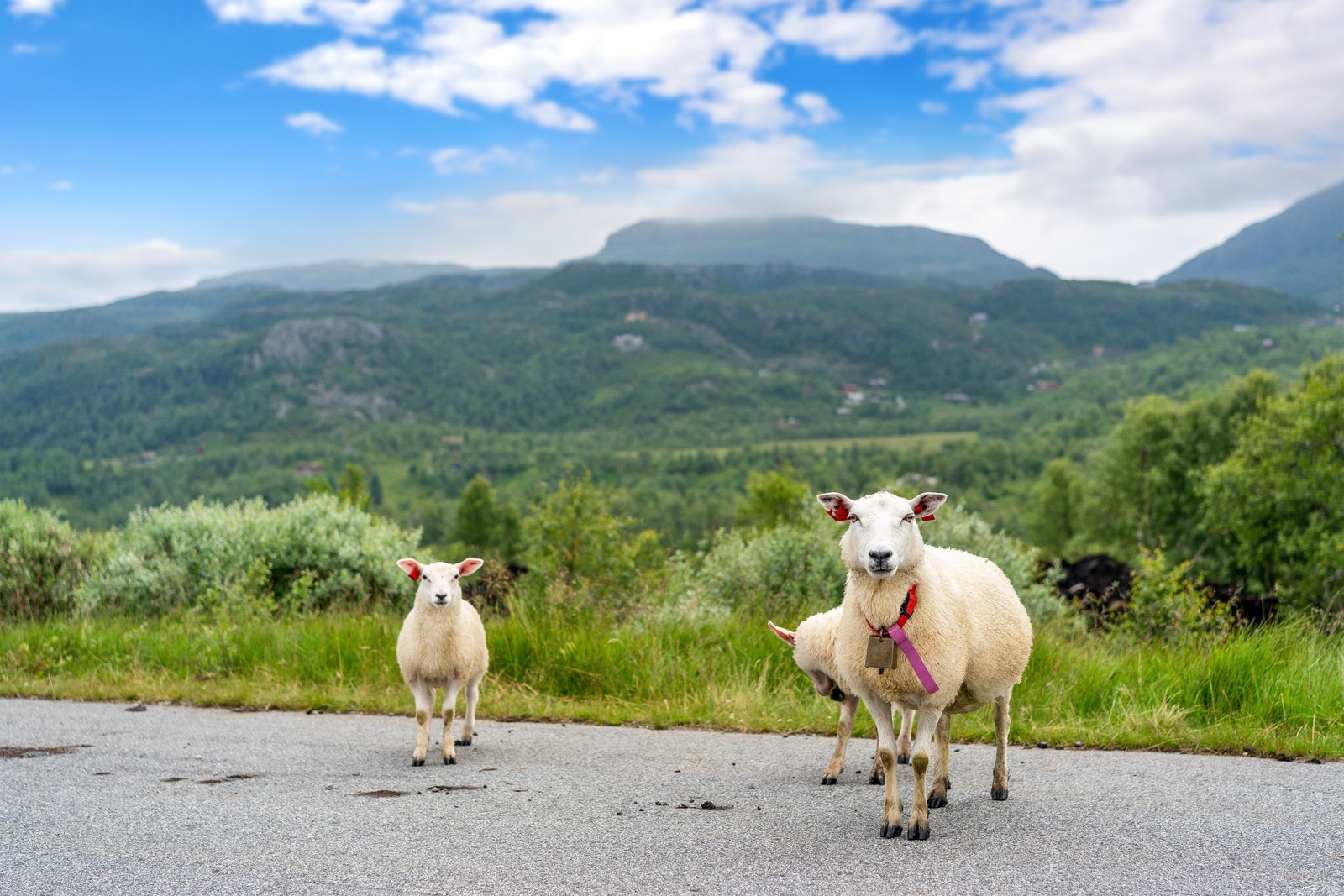 Her er en tett på naturen Galleribilde