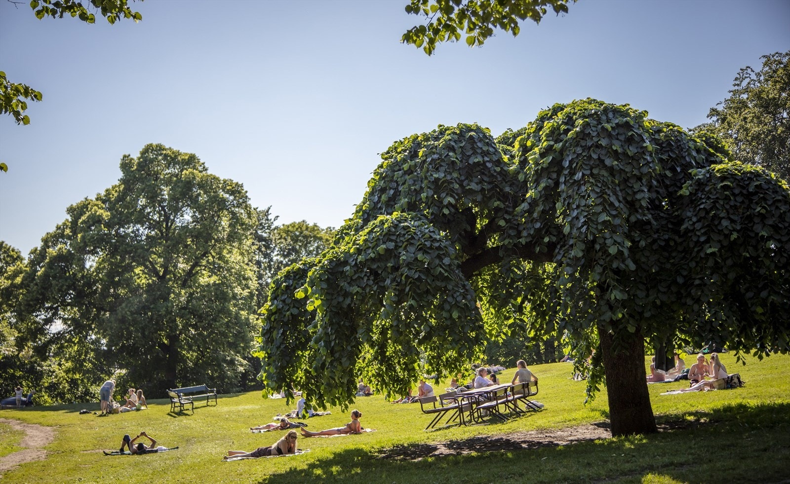 Nærområde - Parken på St. Hanshaugen. Galleribilde