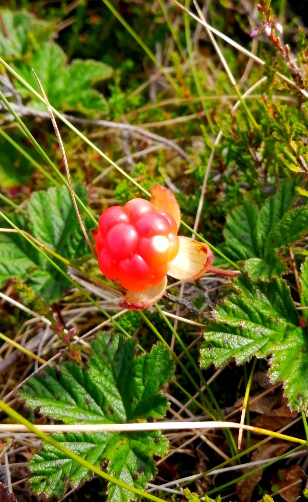 Multer på myra Galleribilde