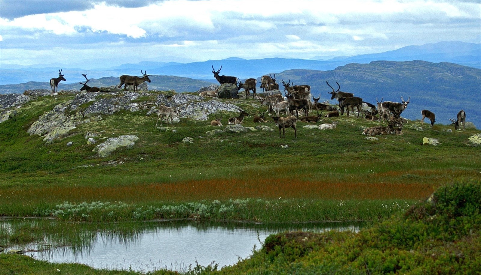 Selgers private bilder fra Isjennområdet. Galleribilde