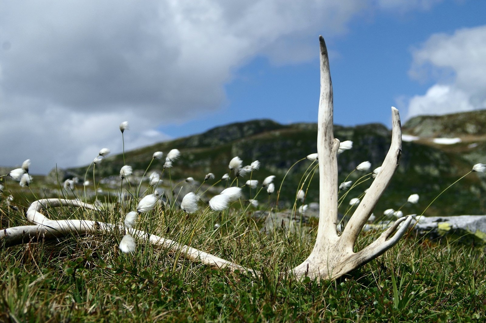 Selgers private bilder fra Isjennområdet. Galleribilde