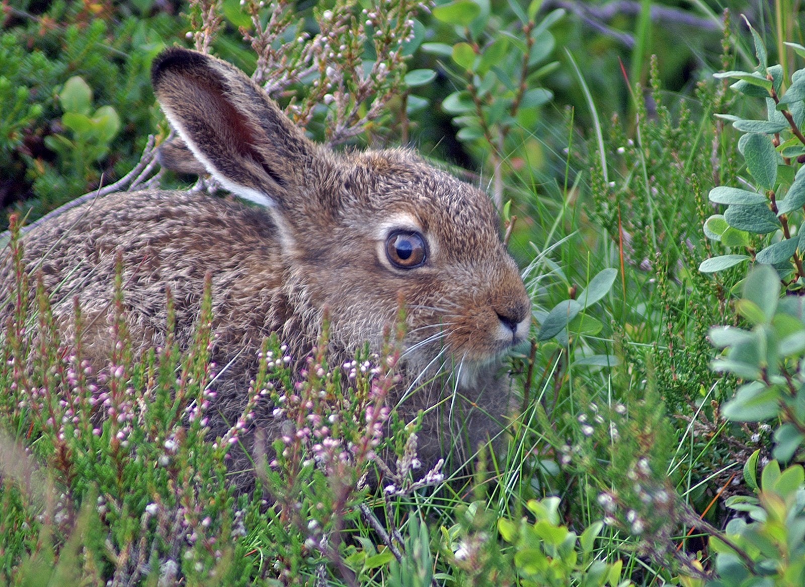 Selgers private bilder fra Isjennområdet. Galleribilde