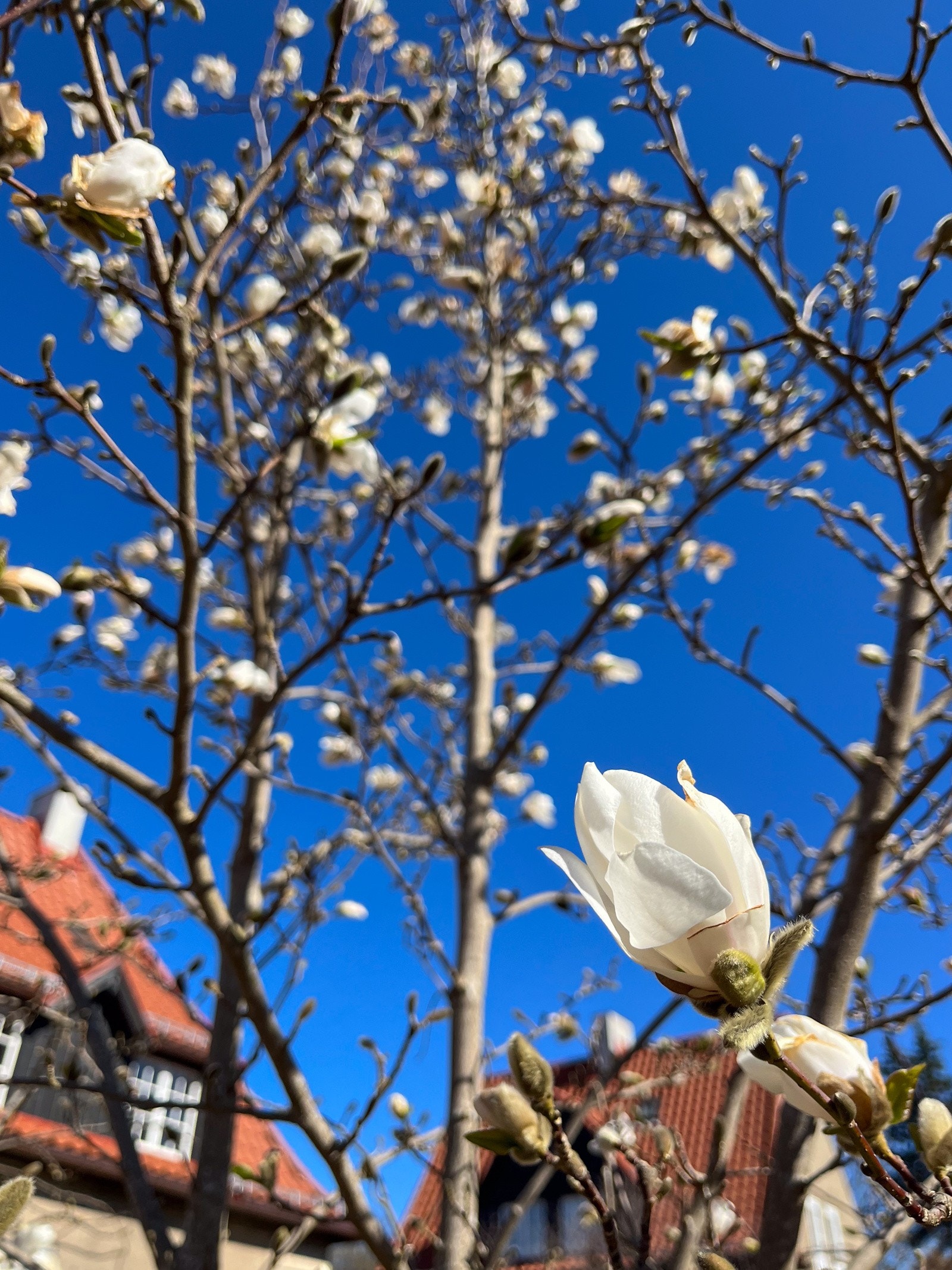 Et nydelig magnoliatre blomstrer i hageparsellen hver vår. Galleribilde