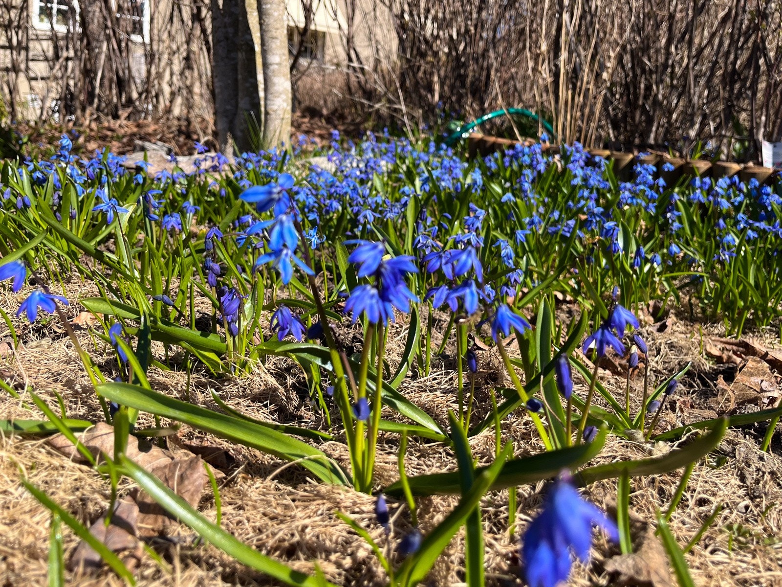 Det er mai i Tiurveien. Galleribilde
