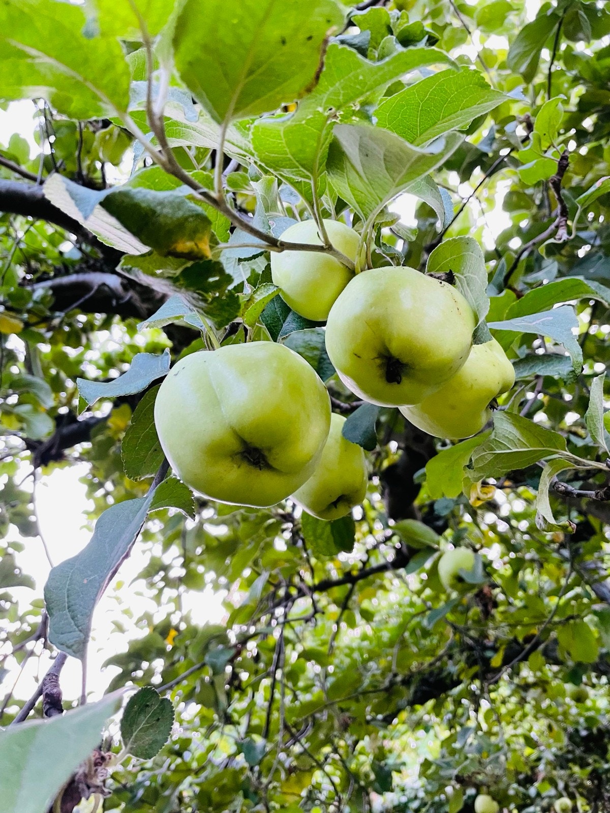 Hageidyll. Galleribilde