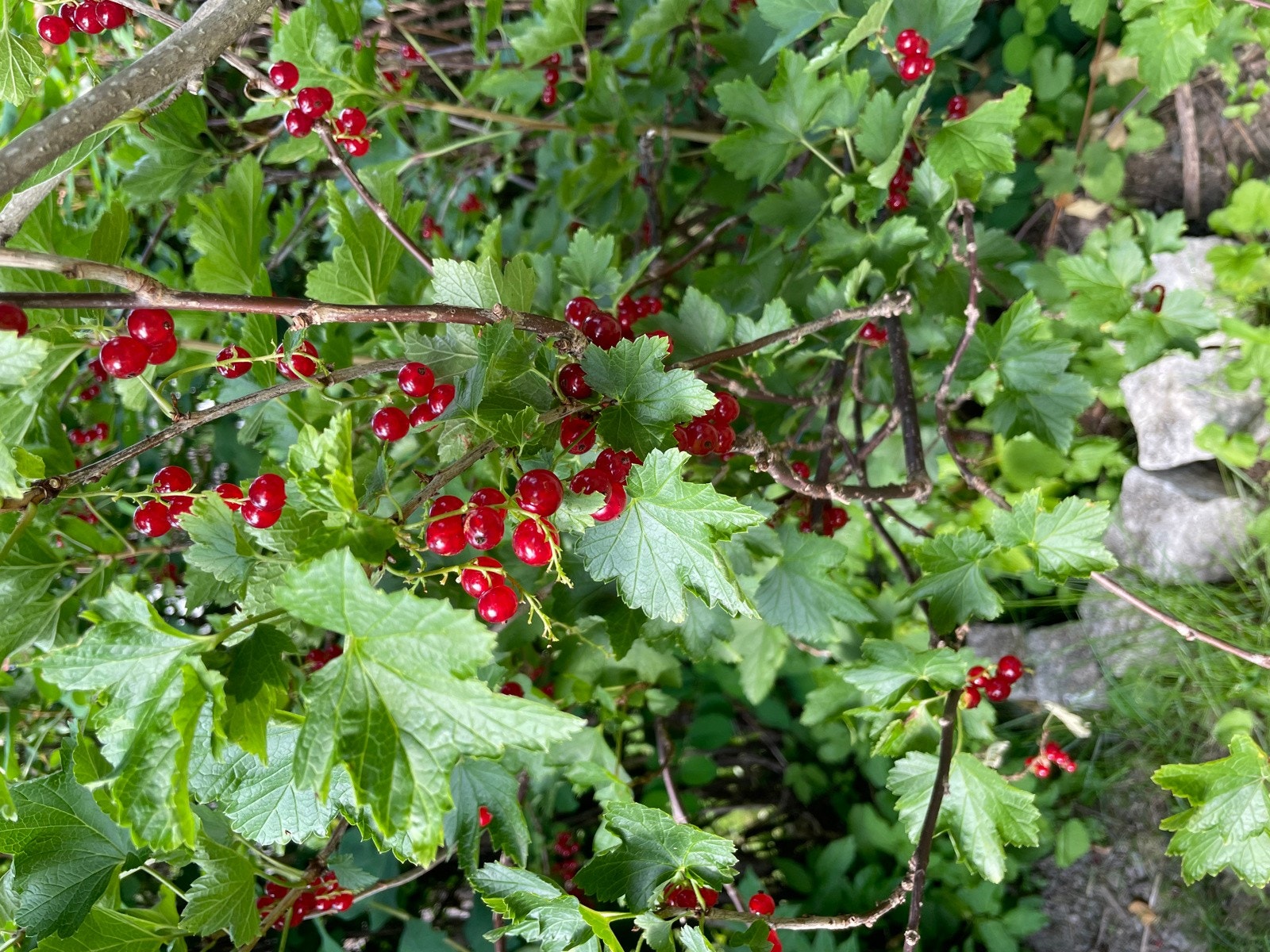 Hageidyll. Galleribilde