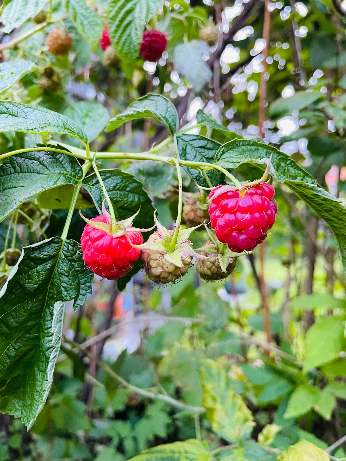 Hageidyll. Galleribilde