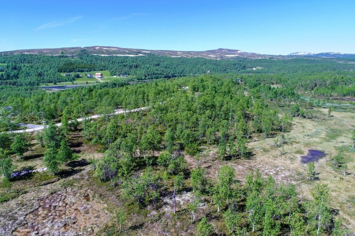Sommer i feltet. Galleribilde
