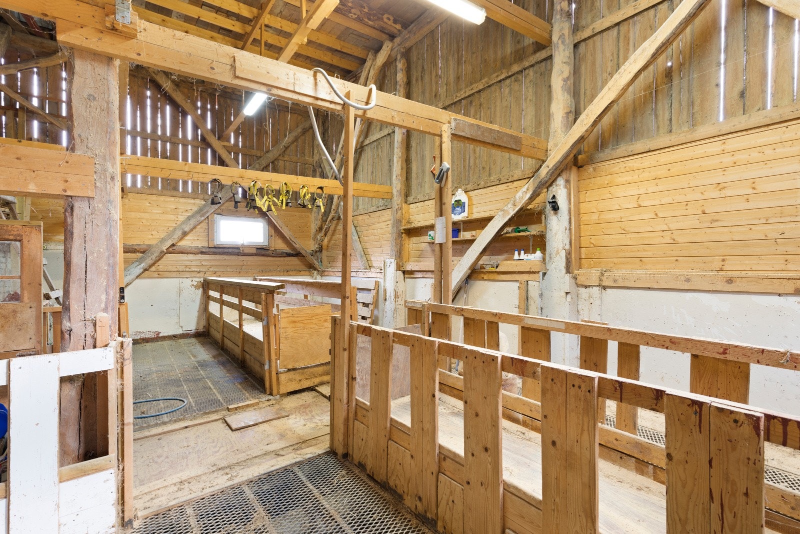 Sauefjøs. Galleribilde
