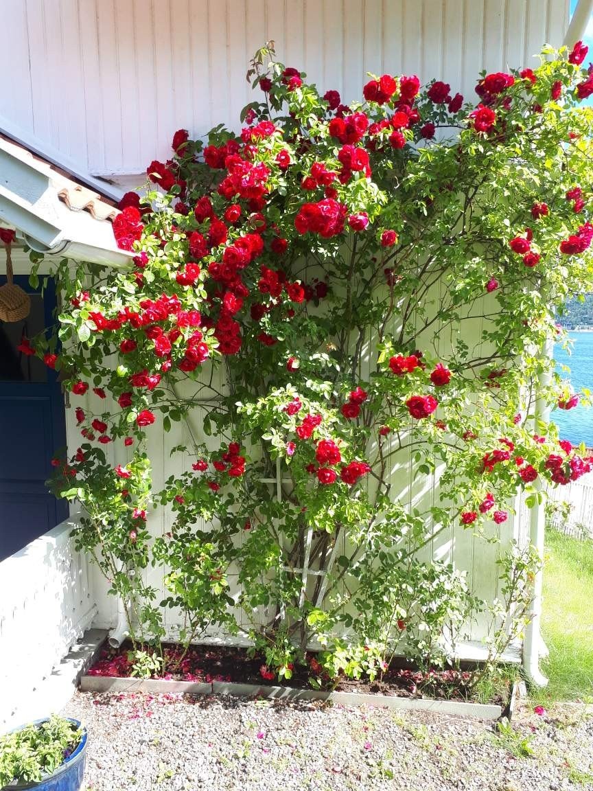 Rosen ved inngangsdøren blomstrer snart. Selgers bilde. Galleribilde