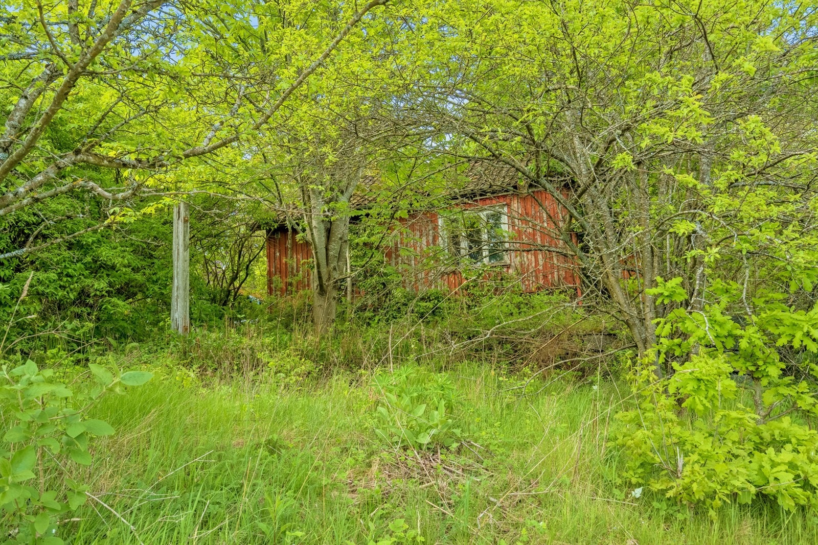 Dette er ikke i skogen, bilde er tatt fra den gjengrodde hagen. Tomta er kanonflott og 1558 kvm stor Galleribilde