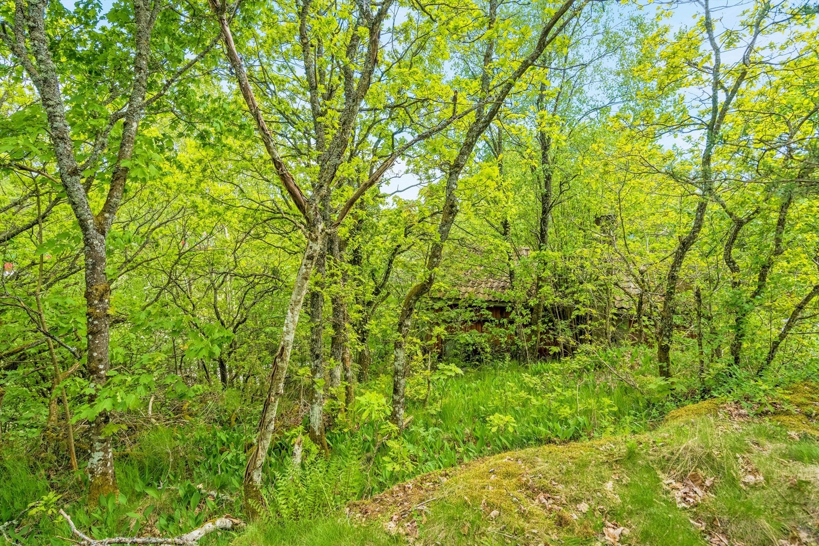 Tomta har grodd igjen, men du har 1558 kvm med boltreplass Galleribilde