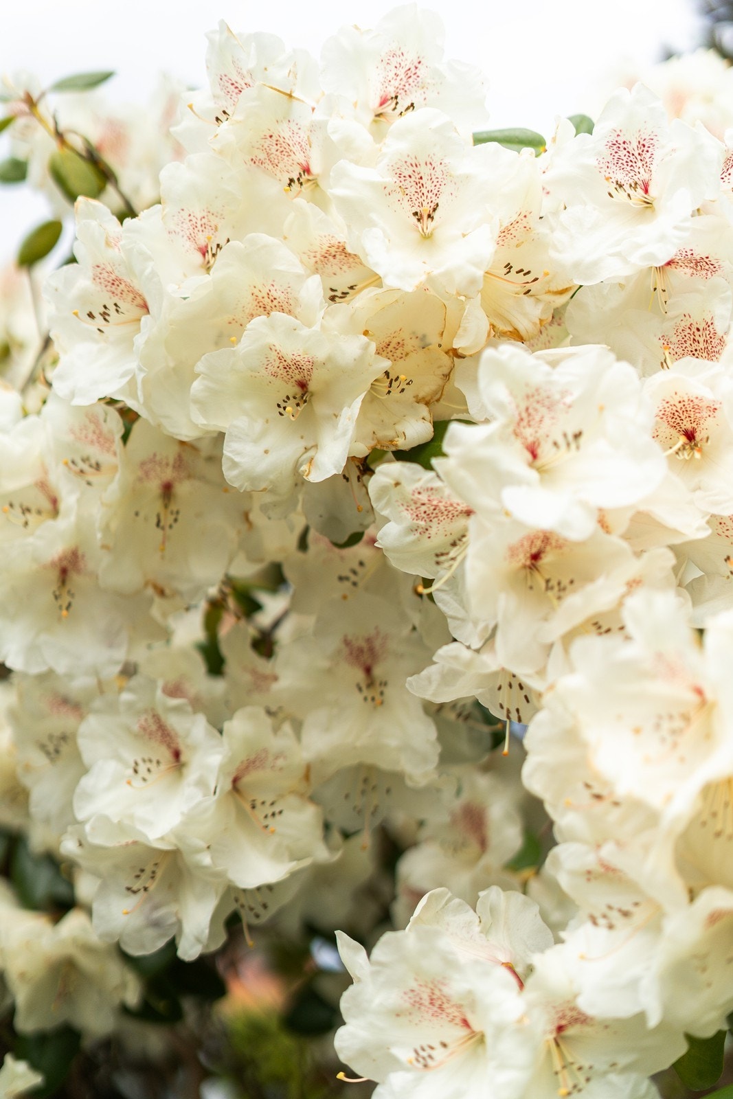 Om våren blomstrer trærne til glede for deg som hageeier, Galleribilde