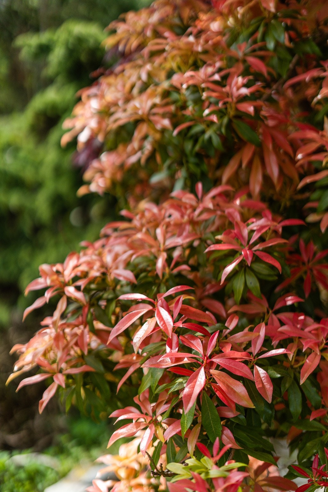 Skap et fredfullt tilfluktssted i hagen - et sted der du kan finne ro for både kropp og sjel. Galleribilde