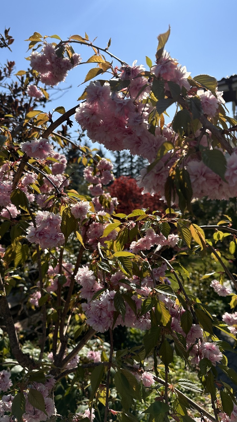 Solfylte ettermiddager og late helgedager tilbringes gjerne i hagen. Galleribilde