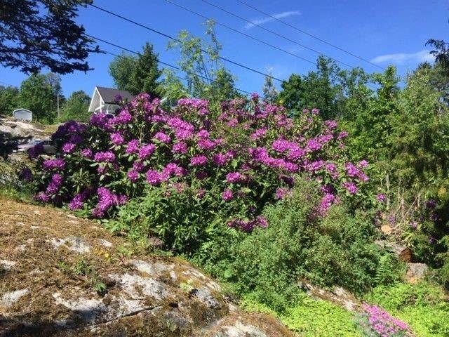 Privat bilde. Galleribilde