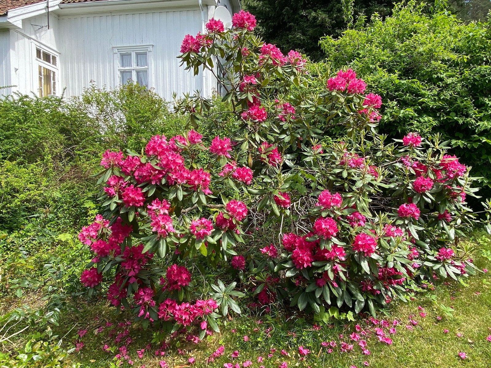Selgers private bilde av årets blomstring Galleribilde