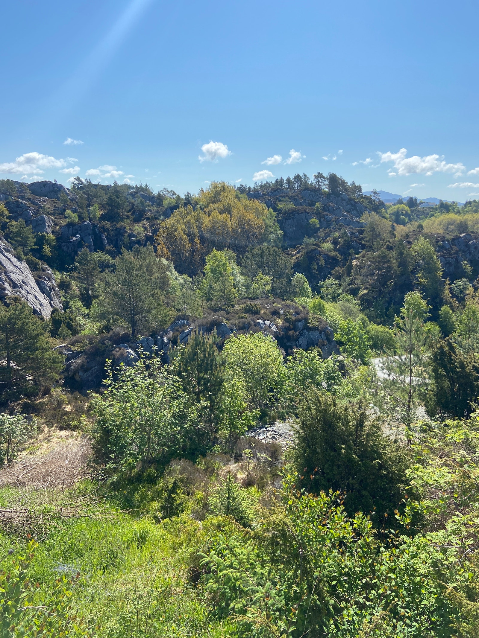 Tomta Galleribilde