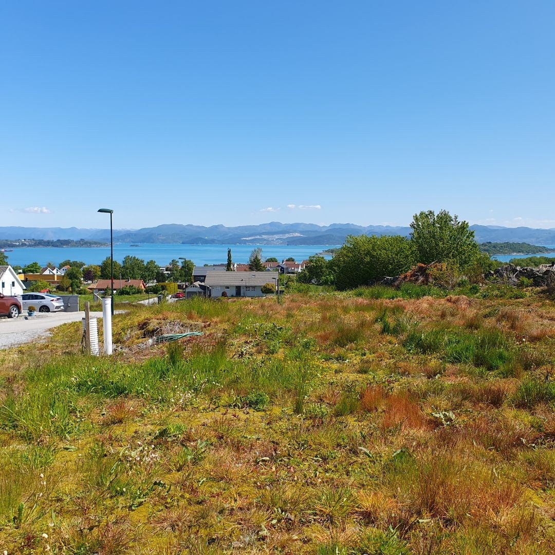 Utsikt mot fjorden Galleribilde