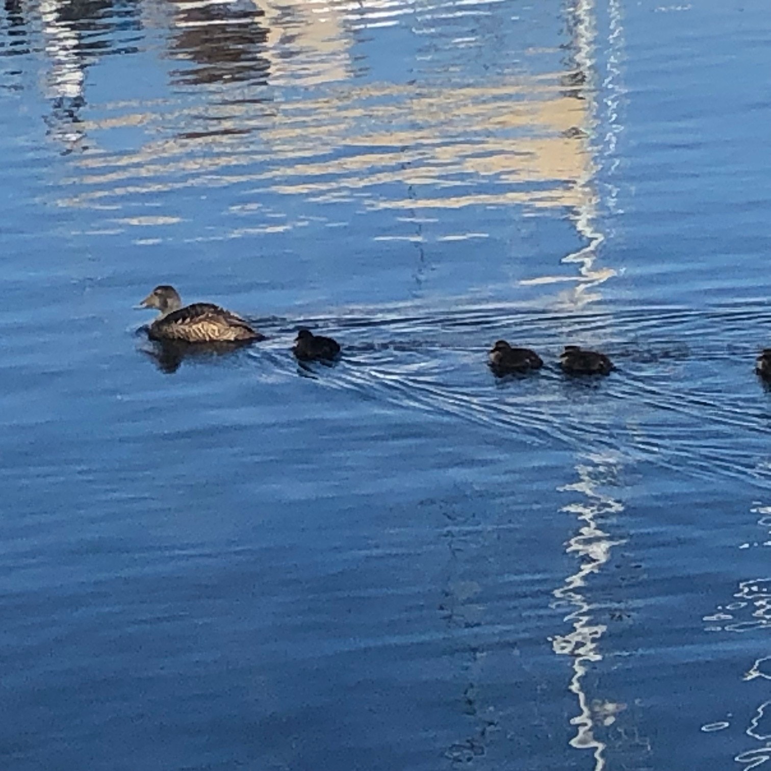 Andemor med unger, svømmer rundt båtene. Galleribilde