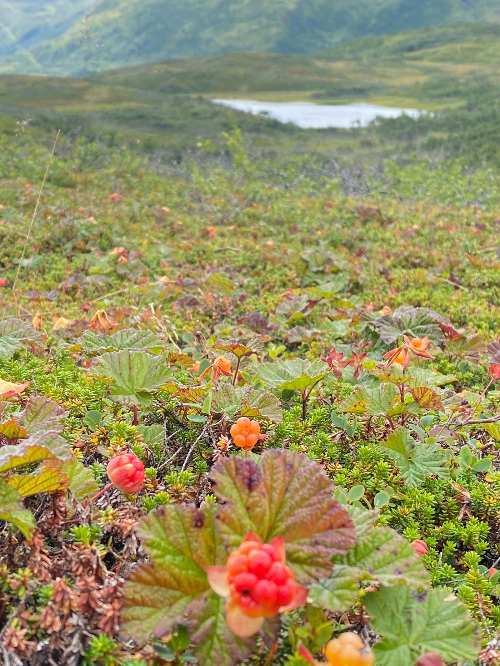 cloudberries Galleribilde