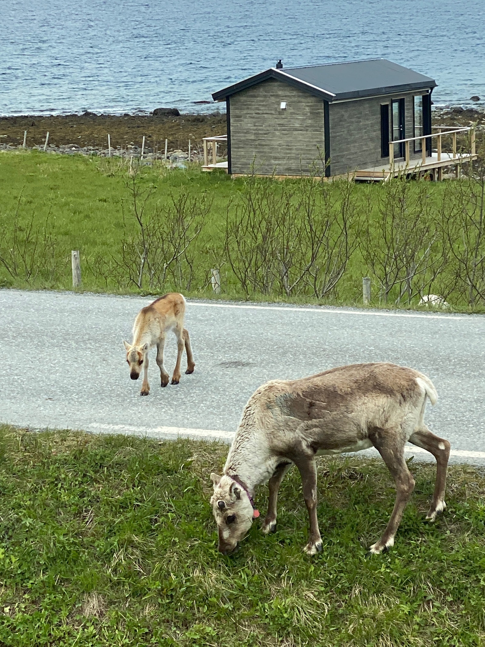 Wildlife Galleribilde