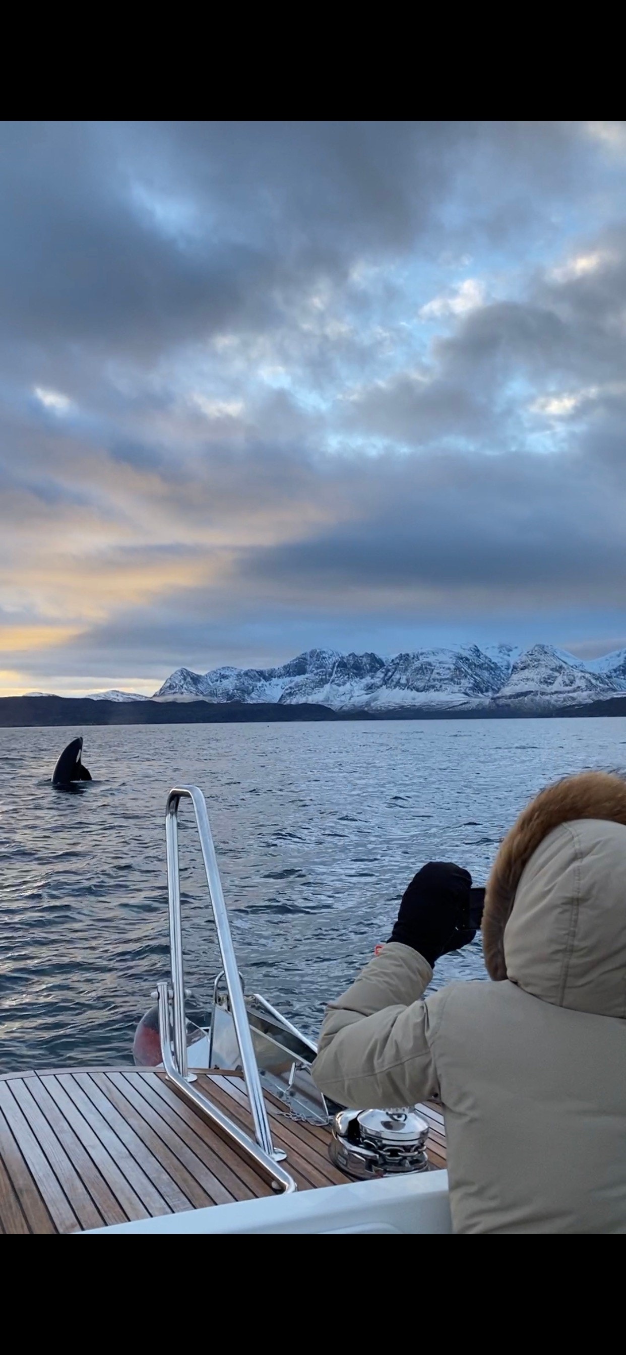Whale watching Galleribilde