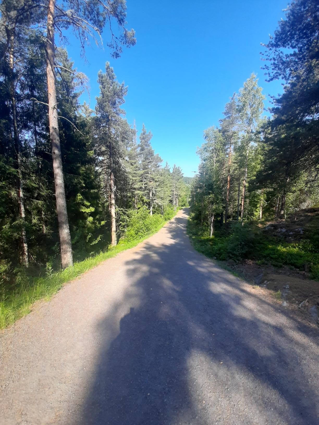 Bråteskogen Galleribilde
