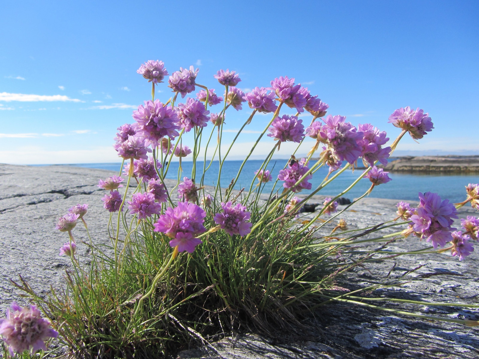 Strandnellik på holmene Galleribilde