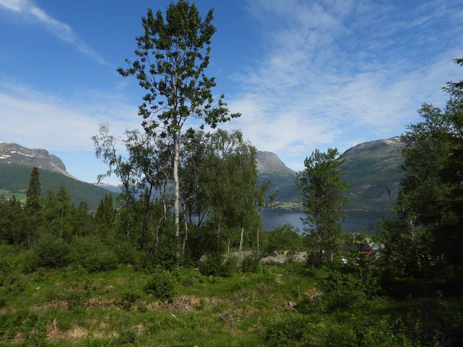 Trærne står på tomten, og kan fjernes for helt rå utsikt. Galleribilde