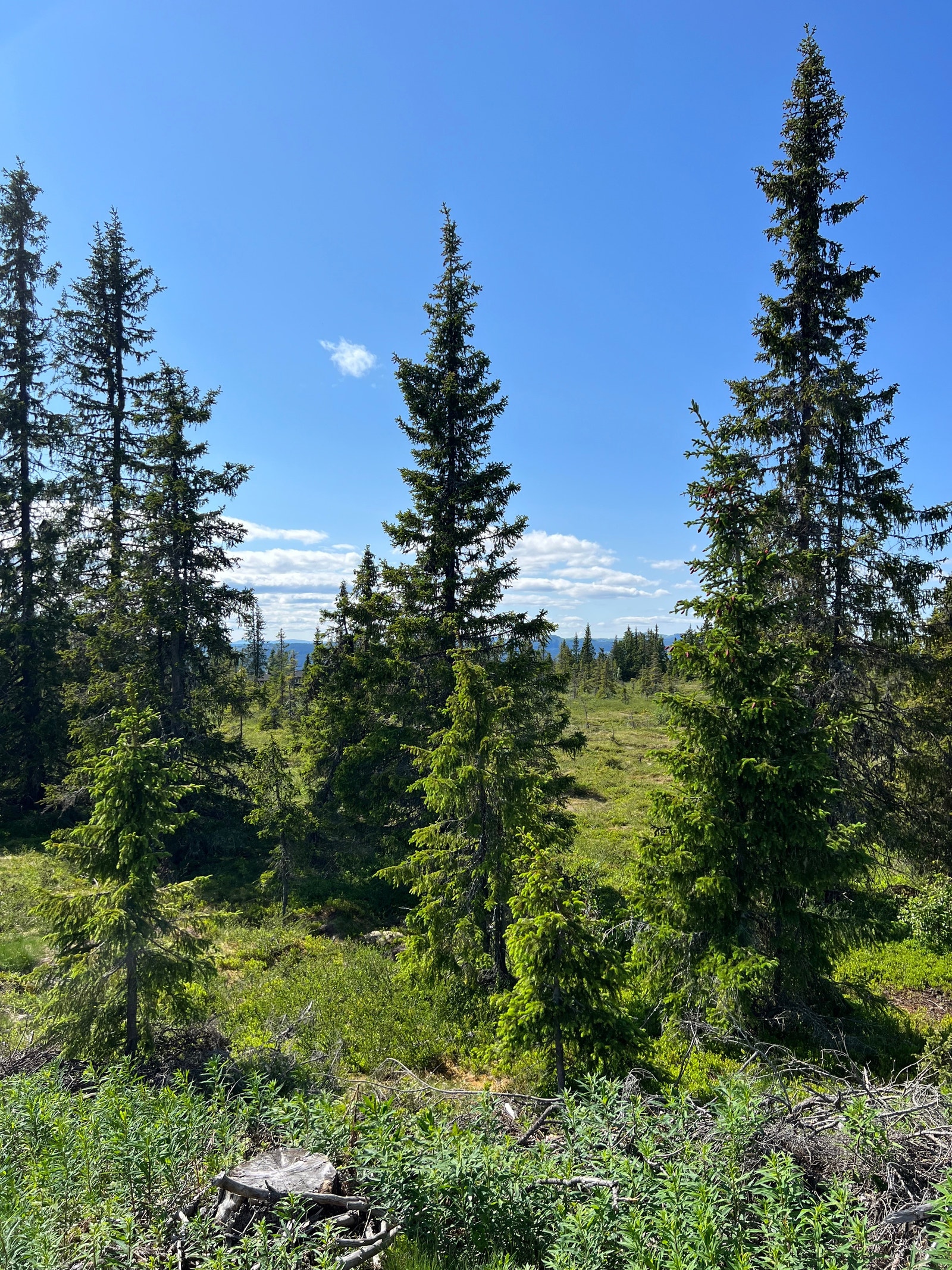 Tomteområde sommer Galleribilde