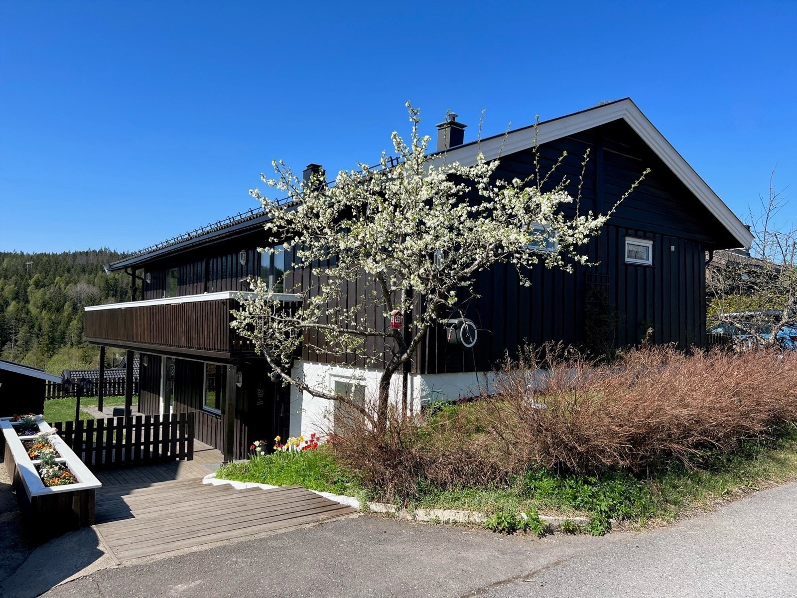 Flott plommetre på tomta Galleribilde