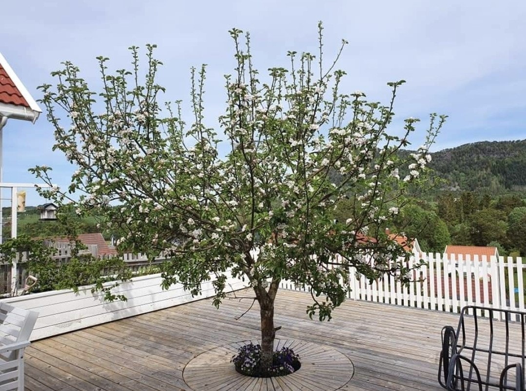 Epletre i blomst på våren. Galleribilde