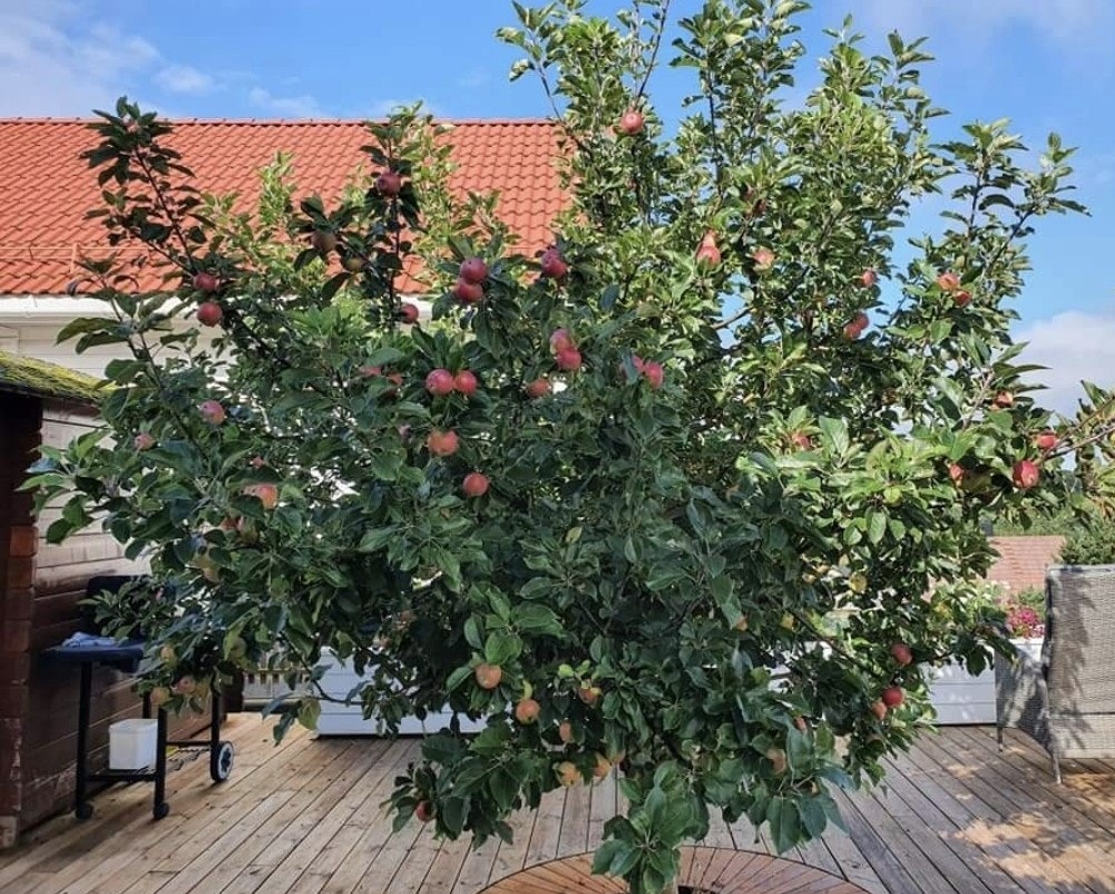 Epletre på høsten. Galleribilde