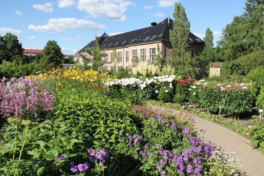 Flere grønne lunger i kort avstand, her fra Botaniske Hage. Galleribilde