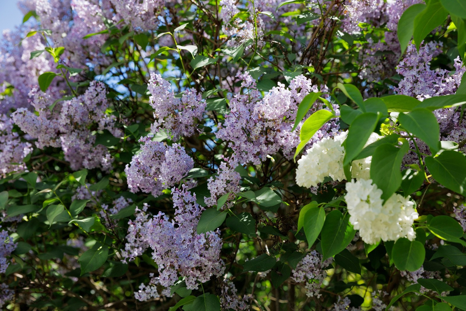 Nydelige syriner i full blomstring. Galleribilde