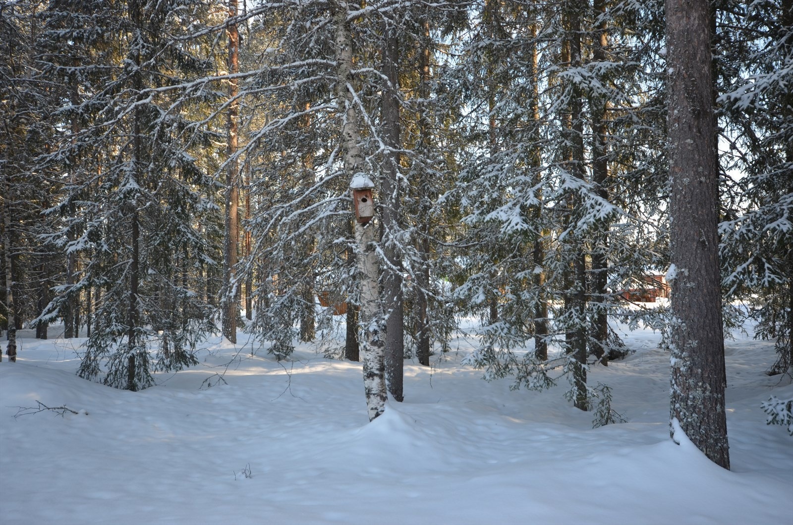 Skogen som nærmeste nabo. Galleribilde