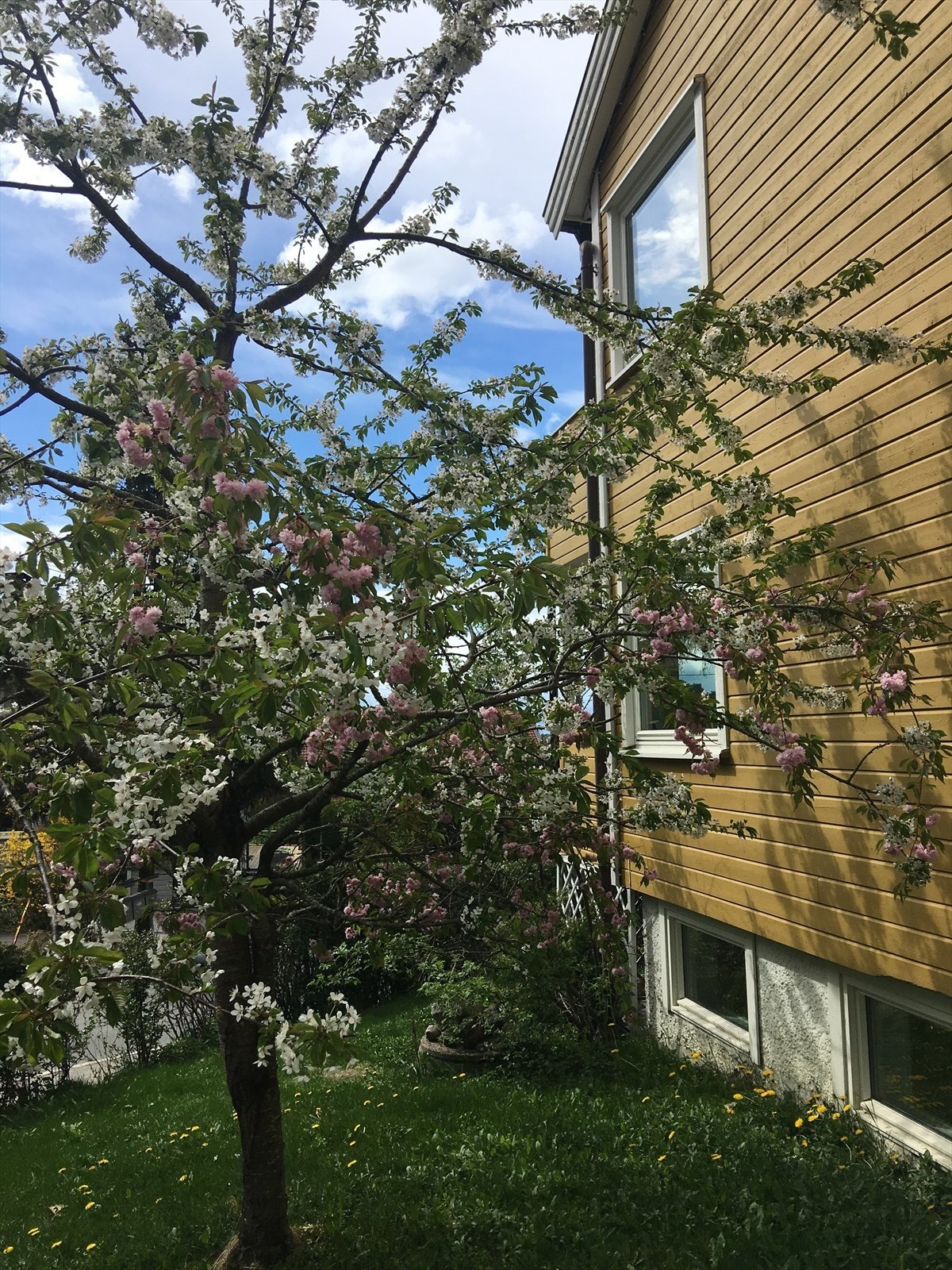 Kirsebærtreet foran huset er et såkalt "kjærlighetstre", fordi det får både rosa og hvite blomster. Galleribilde