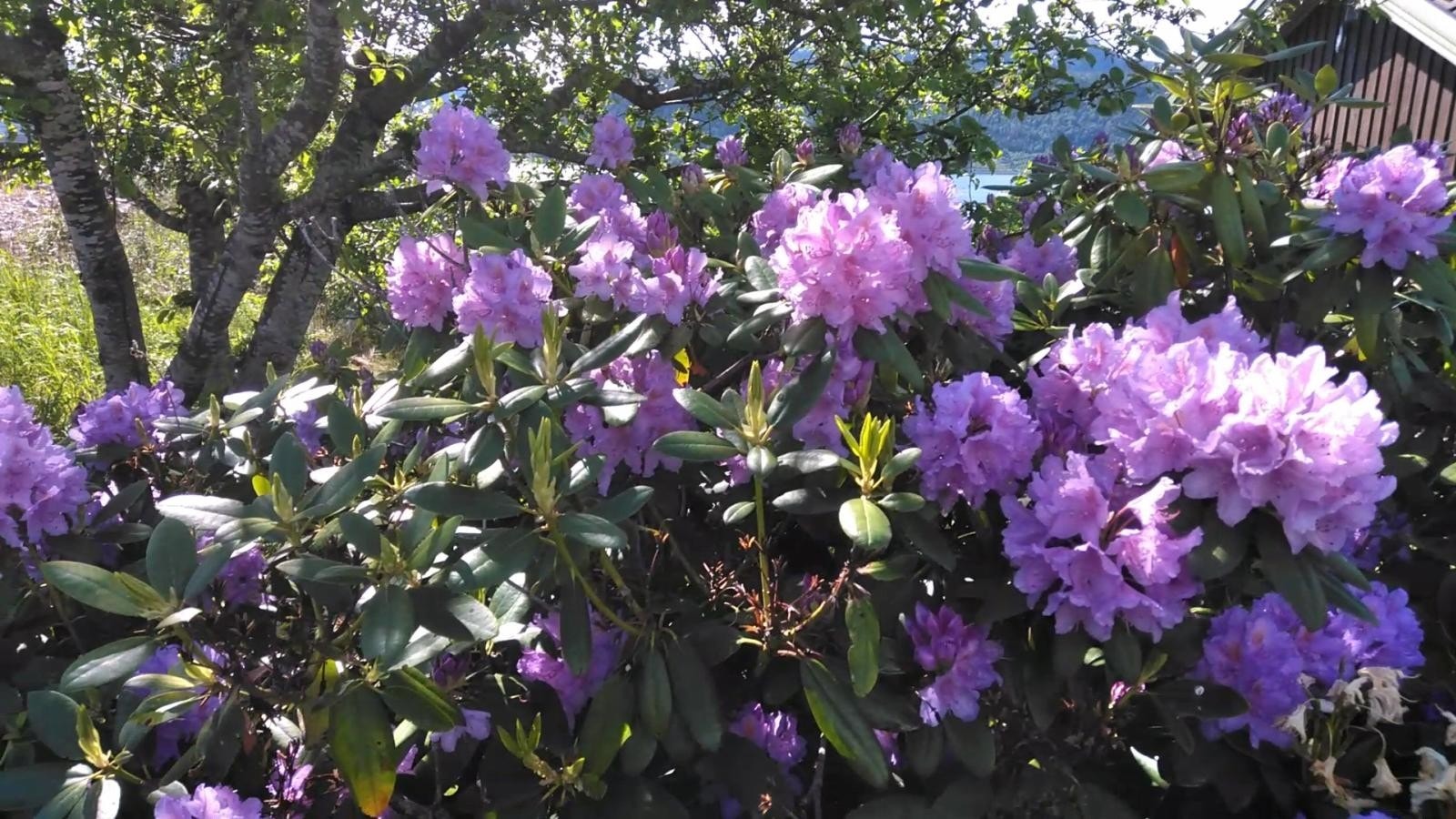 Selgers egne bilder - Rododendron i hagen Galleribilde