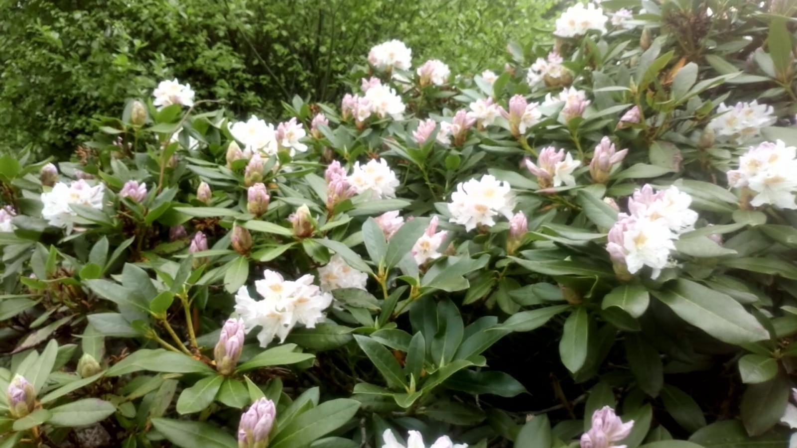Selgers egne bilder - Rododendron i hagen Galleribilde