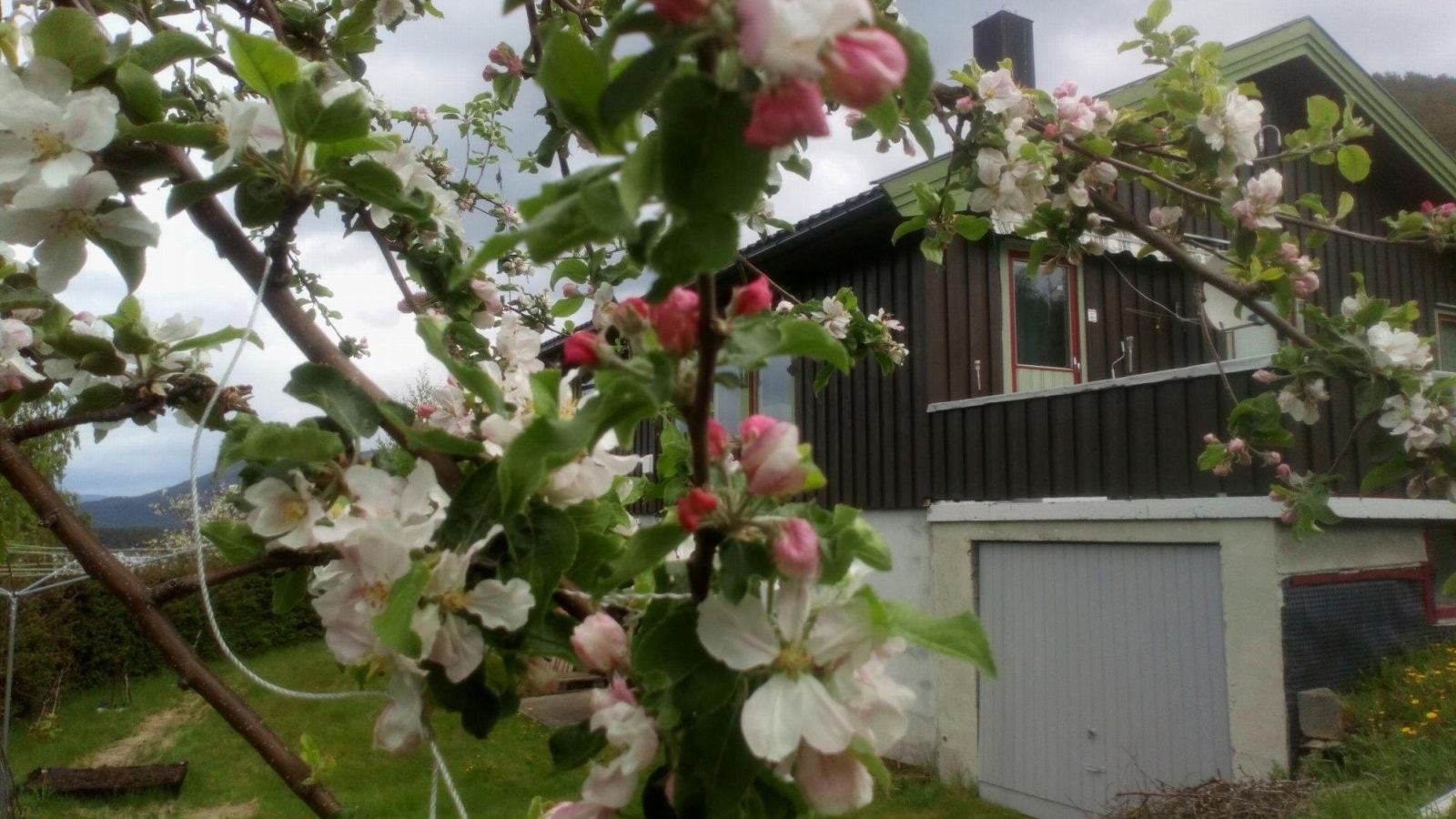 Selgers egne bilder - epletre i blomst Galleribilde