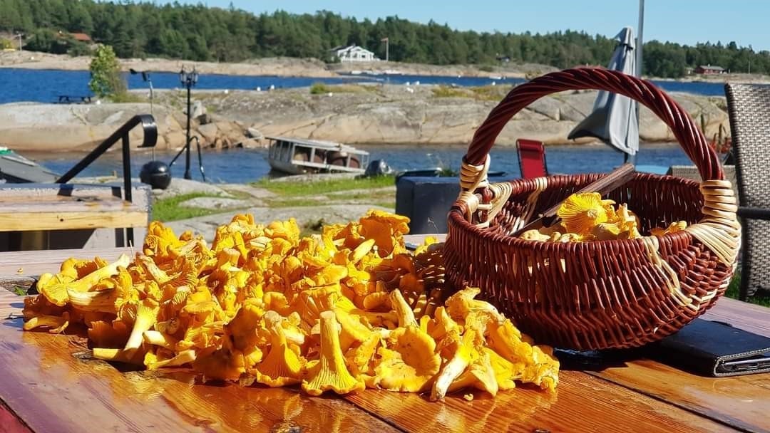 Kantarellplukking, skogens gull! Galleribilde