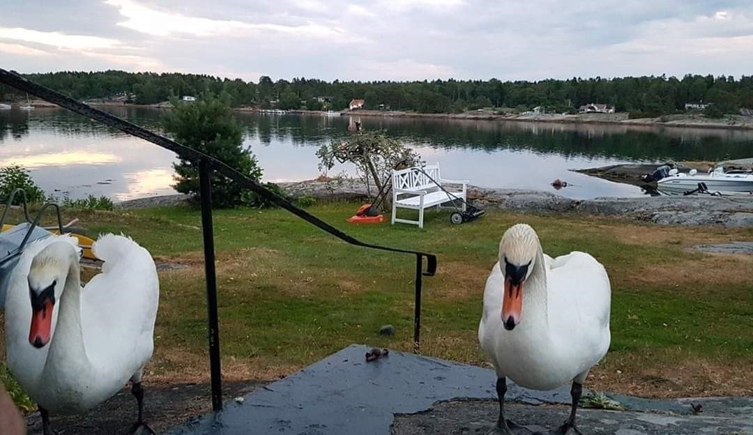 Sommerparadiset tiltrekker seg et rikt fugleliv. Galleribilde