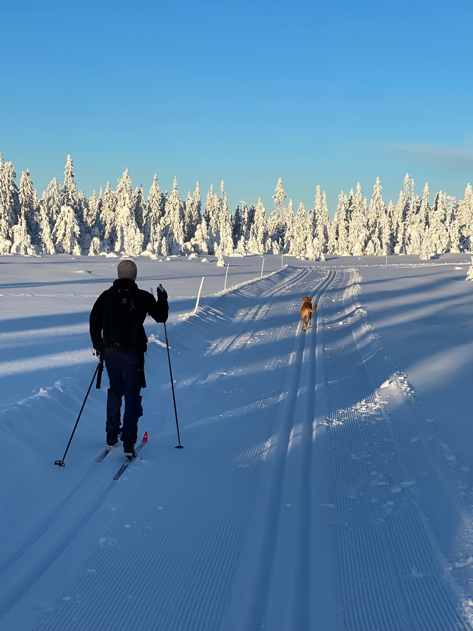 Her kan du spenne på deg skiene omtrent rett utenfor hytta. Foto: Toten Almenning Galleribilde
