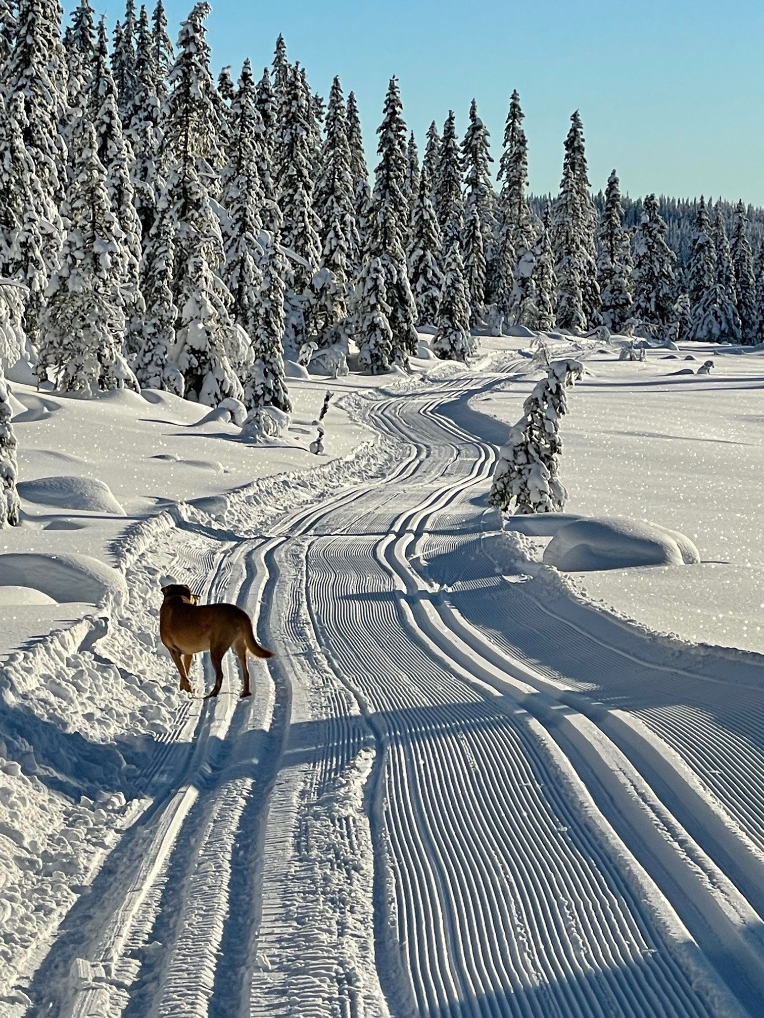 Foto: Toten Almenning Galleribilde