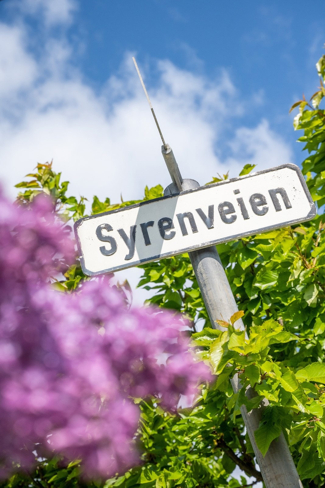 Sommer i Syrenveien ! Galleribilde